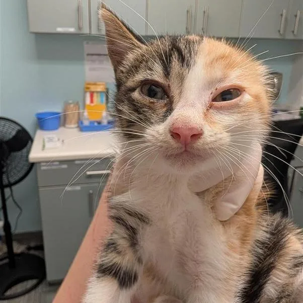 A baby small-sized female White Domestic Short Hair cat named Pine Cone for adoption in Jacksonville, FL