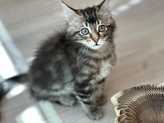 Harriet