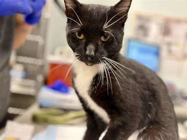 An adult large-sized male Black & White / Tuxedo Domestic Short Hair cat named Chucky for adoption in Tavares, FL
