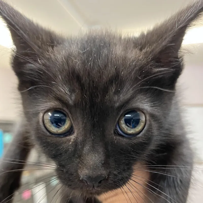 A baby small-sized female Black Domestic Short Hair cat named Mystra for adoption in Port Charlotte, FL