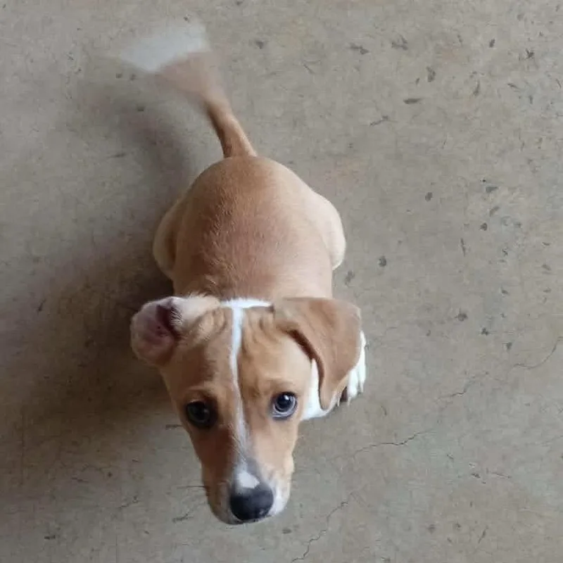 A baby small-sized male Yellow / Tan / Blond / Fawn Terrier dog named Tater for adoption in San Diego, CA