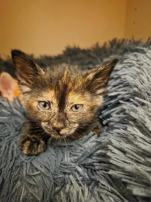 A baby small-sized female Black Tortoiseshell cat named Jane Curtin  Snl for adoption in Anthem, AZ