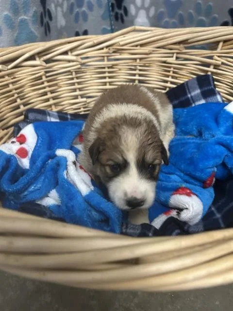 A baby small-sized male Great Pyrenees dog named Omen for adoption in Rosenberg, TX