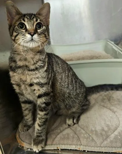 A young small-sized male Domestic Short Hair cat named Williams for adoption in Phoenix, AZ