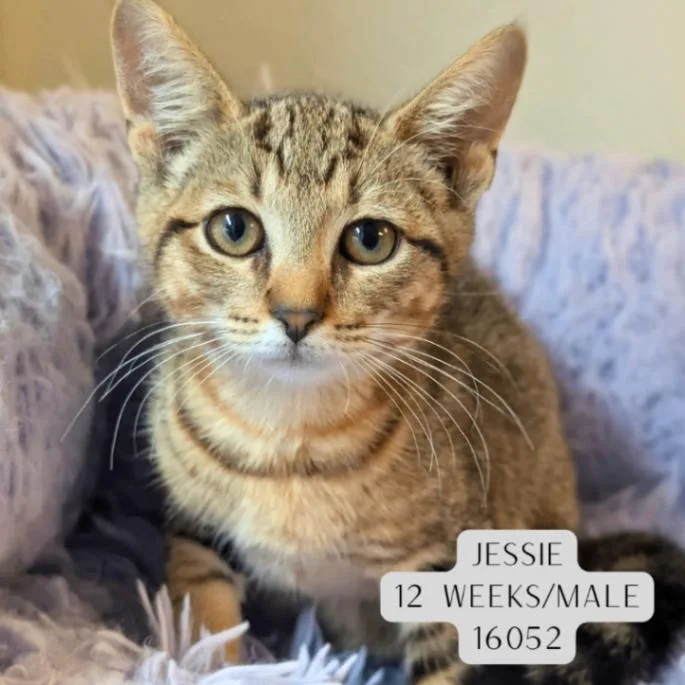 A young medium-sized male Tabby (Brown / Chocolate) Domestic Short Hair cat named Jessie for adoption in Supply, NC