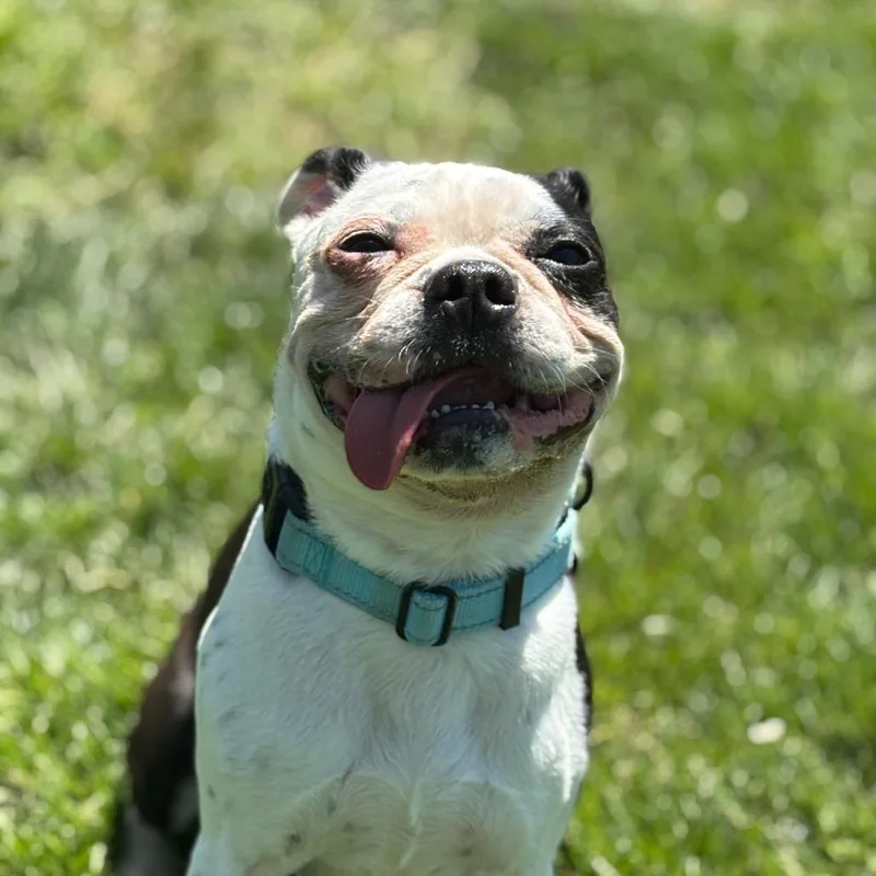 An adult small-sized male White / Cream Mixed Breed dog named Arlee for adoption in Medford, OR