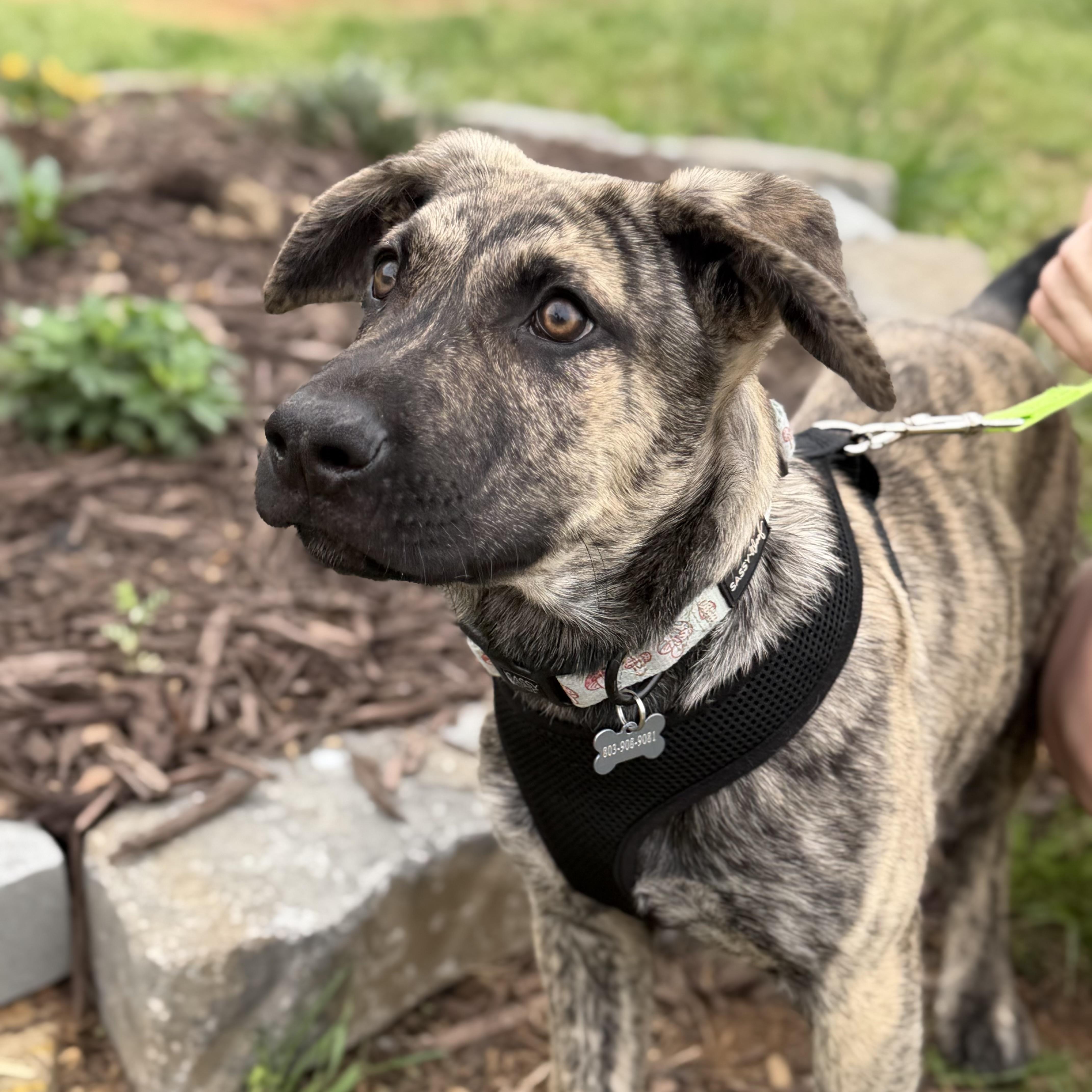 A baby medium-sized male Brindle Pit Bull Terrier dog named Petey for adoption in Columbia, SC