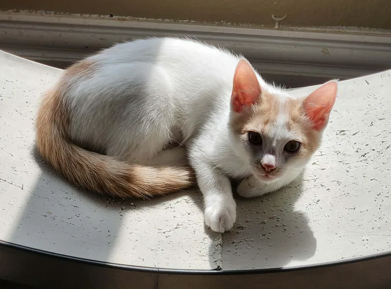 A young small-sized female Domestic Short Hair cat named Peaches for adoption in Mansfield, TX