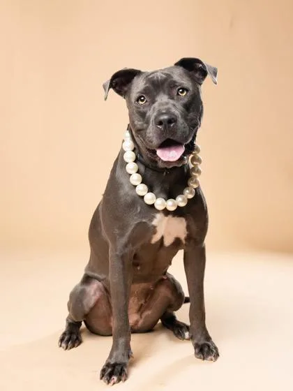 An adult large-sized female Mixed Breed dog named Pearl for adoption in Atlanta, GA