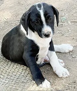 Lil' Max thumbnail 2