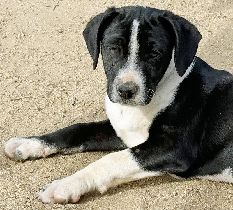 Lil' Max thumbnail 3