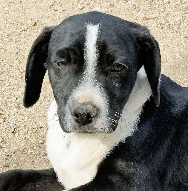 Lil' Max thumbnail 6