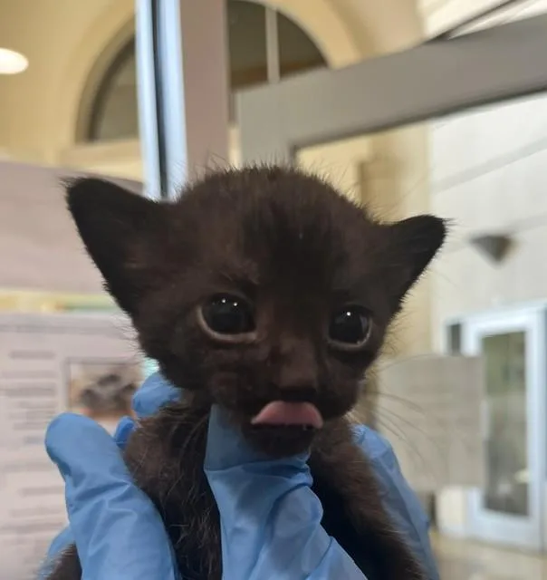 A baby small-sized male Domestic Short Hair cat named John for adoption in Riverside, CA