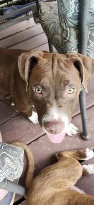 A young medium-sized male Mixed Breed dog named Alpha for adoption in Chamblee, GA