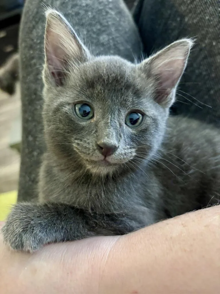 A baby medium-sized male Gray / Blue / Silver Domestic Short Hair cat named Bobby for adoption in Clyde, NC