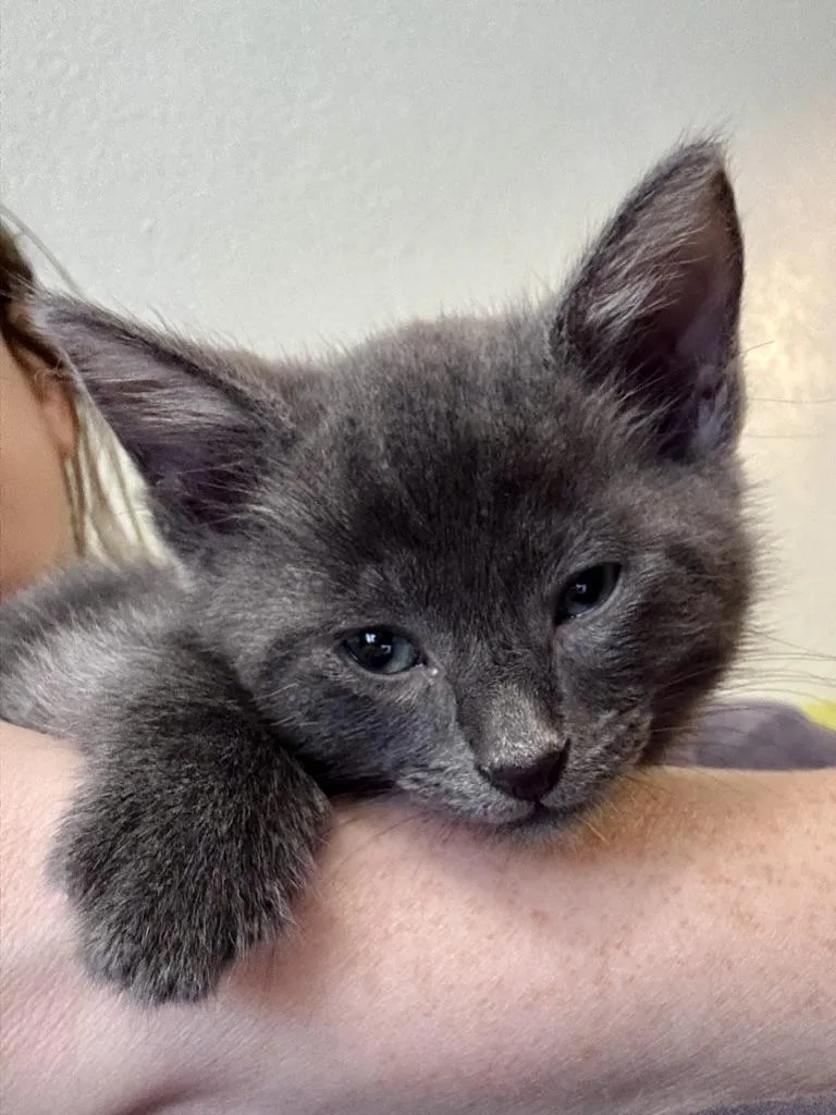 Bobby thumbnail 2