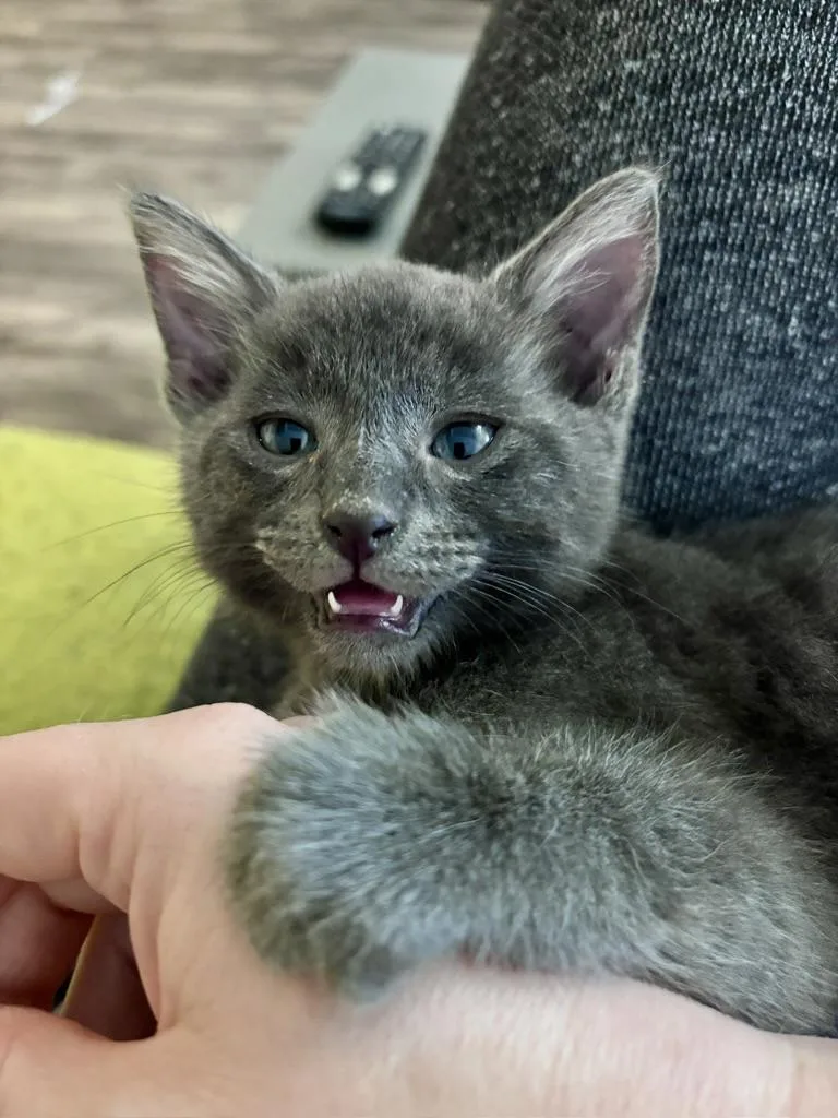 Bobby thumbnail 3