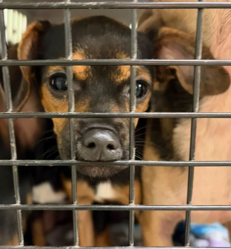 A baby small-sized female Chihuahua dog named Rosita for adoption in Ada, OK