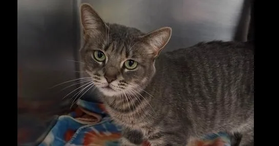 An adult medium-sized female Domestic Short Hair cat named Poppy for adoption in Milltown, NJ