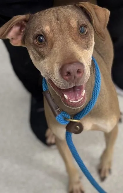 An adult small-sized female Mixed Breed dog named Hazel for adoption in Honolulu, HI