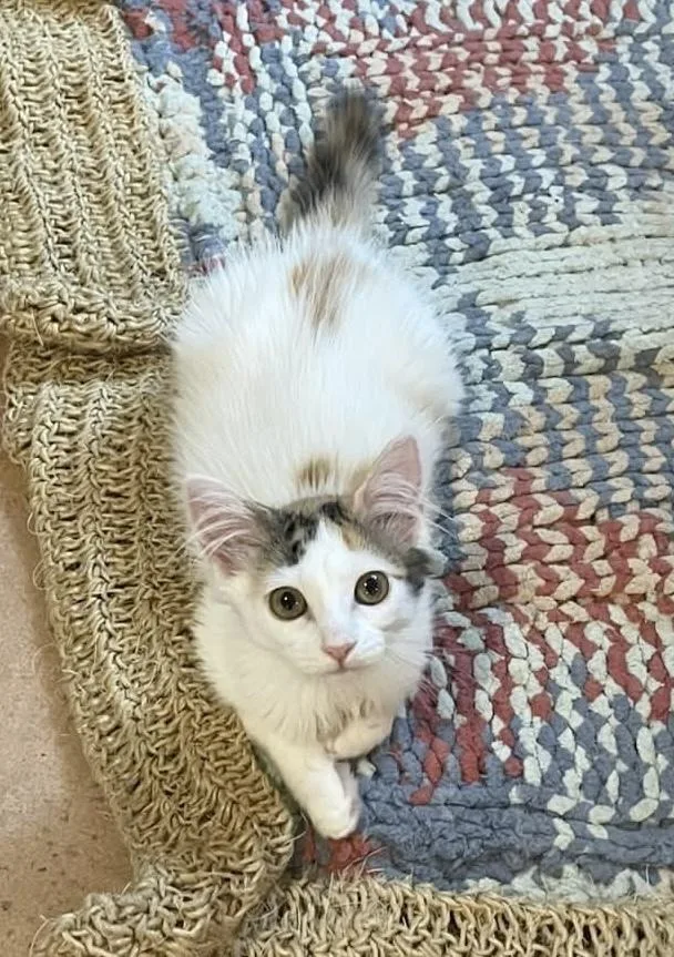 A baby small-sized female Orange & White Domestic Medium Hair cat named Blinky for adoption in tucson, AZ