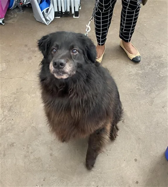 A senior large-sized male Mixed Breed dog named Bruno for adoption in Dallas, TX