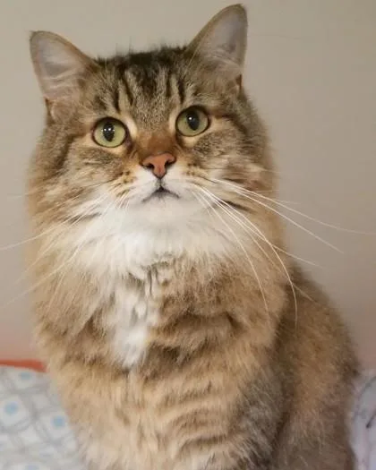 Peaches thumbnail 3