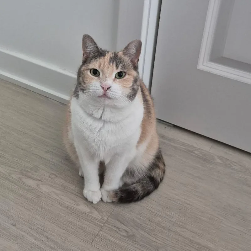 An adult small-sized female Orange / Red Domestic Medium Hair cat named Jasmine for adoption in Philadelphia, PA
