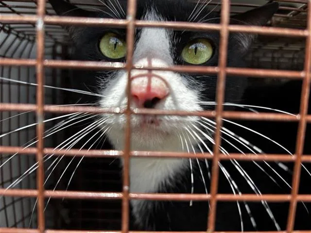 A young medium-sized male Domestic Short Hair cat named Berry for adoption in Houston, TX