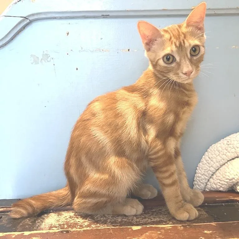 A young small-sized male American Shorthair cat named Zippy for adoption in Freeport, FL