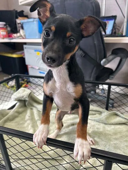 A baby small-sized male Mixed Breed dog named Gully for adoption in Pleasanton, CA