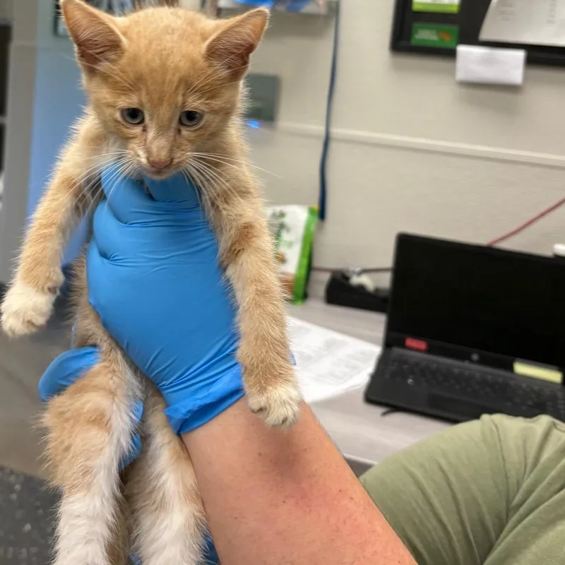 A baby small-sized male Buff / Tan / Fawn Domestic Short Hair cat named Jimmy Dean for adoption in Columbiana, AL