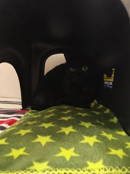 An adult large-sized male Domestic Short Hair cat named Big Boy for adoption in Gastonia, NC