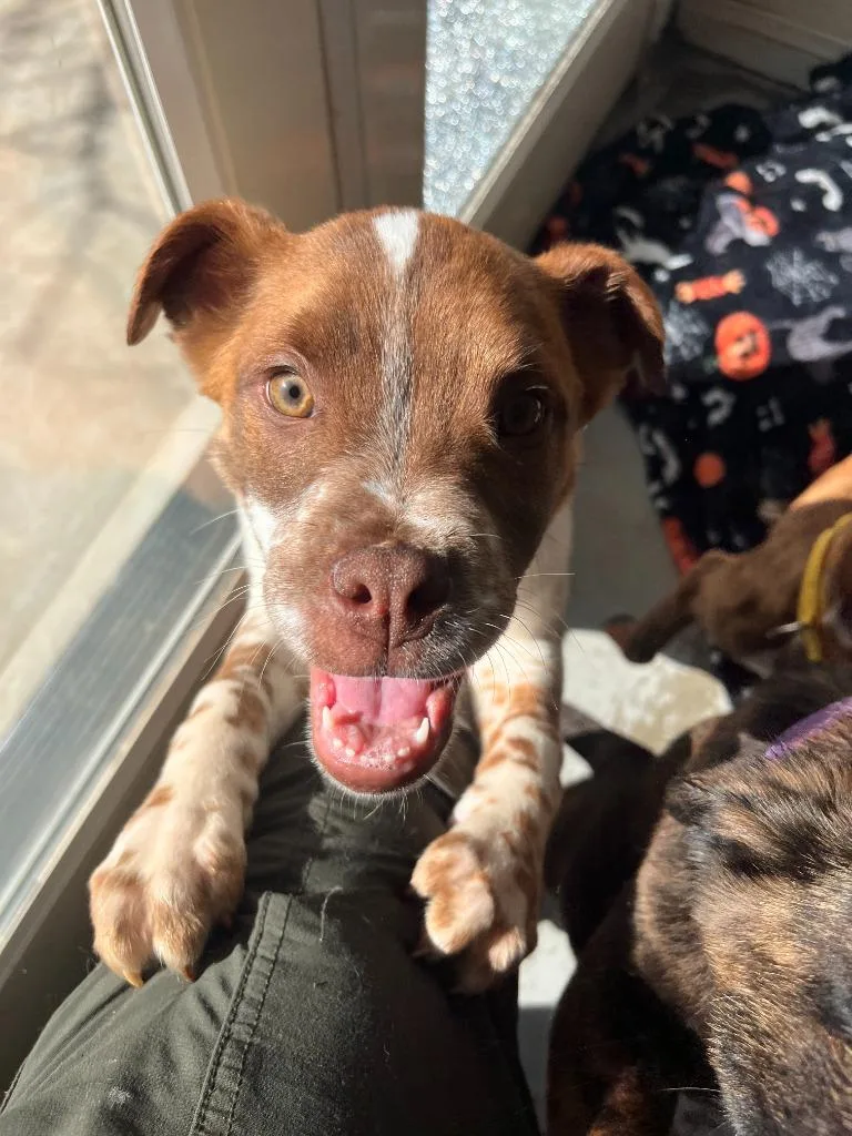 A young medium-sized male Collie dog named Taquito for adoption in Los Angeles, CA