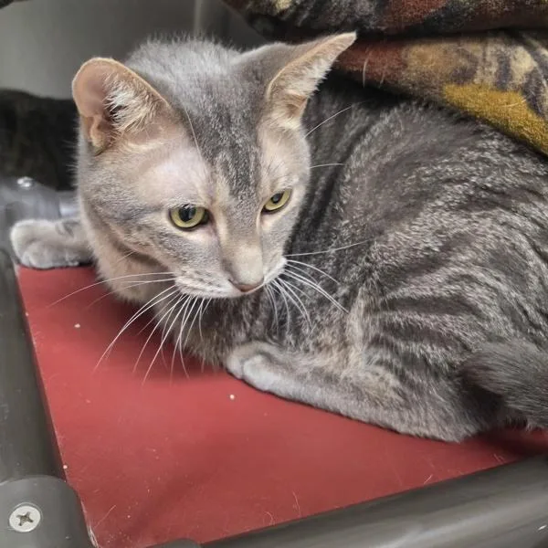 An adult small-sized male Domestic Short Hair cat named Leo Bonded Buddy for adoption in Des Moines, IA