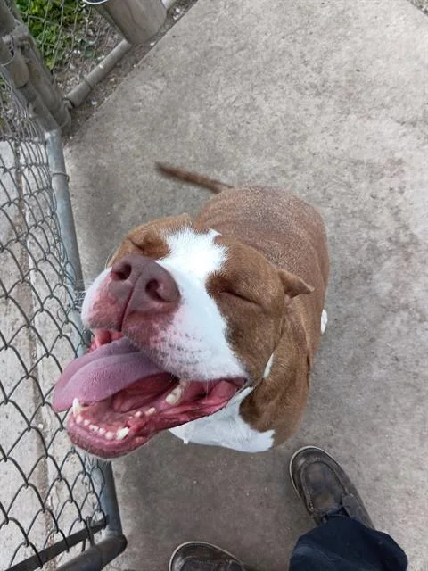 An adult large-sized male Pit Bull Terrier dog named Kappy for adoption in Indianapolis, IN