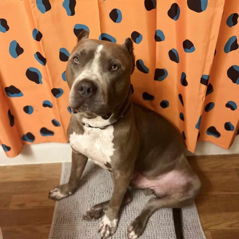 Camden D thumbnail 2