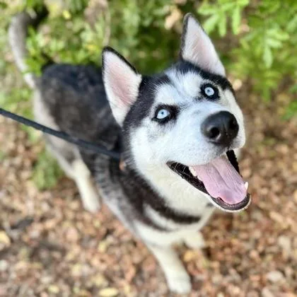 An adult large-sized male Siberian Husky dog named Azriel for adoption in Largo, FL