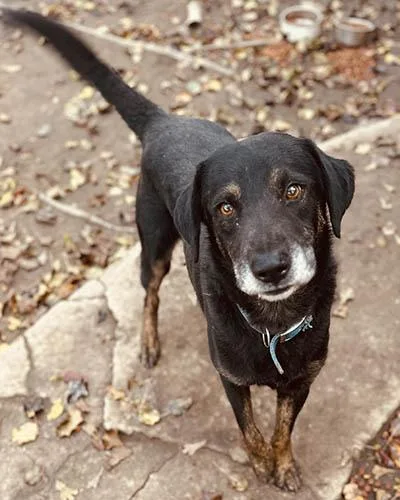 A senior medium-sized male Tricolor (Brown, Black, & White) Labrador Retriever dog named Piper for adoption in Lake Wylie, SC