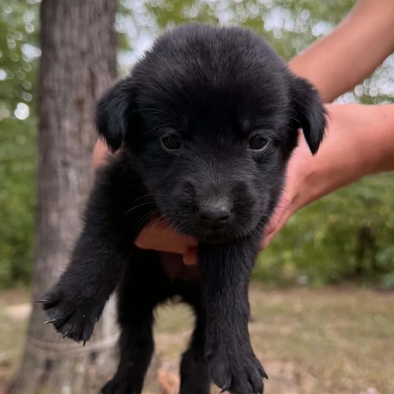 A baby large-sized male Black Labrador Retriever dog named Green Bean Casserole for adoption in Hinsdale, IL