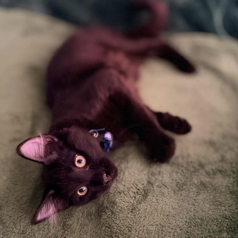 A baby small-sized male Black Domestic Short Hair cat named Oracle for adoption in Los Angeles, CA