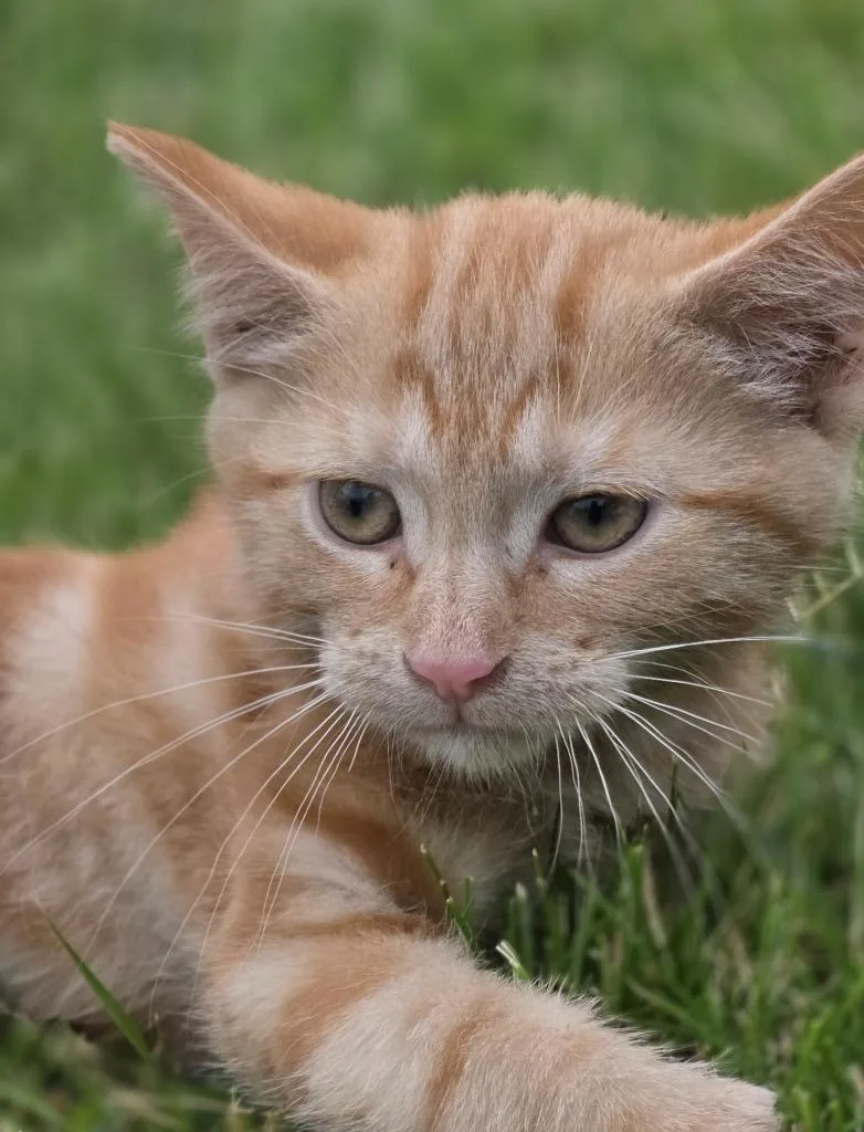 A baby small-sized male Domestic Short Hair cat named Hawk for adoption in Huntington, IN