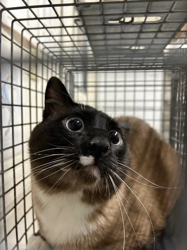 An adult medium-sized male Chocolate Point Snowshoe cat named Jericho for adoption in Fruit Heights, UT