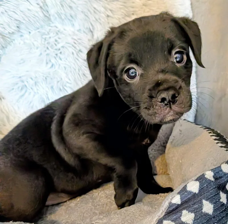 A baby small-sized female Labrador Retriever dog named Marcia for adoption in St. Augustine, FL