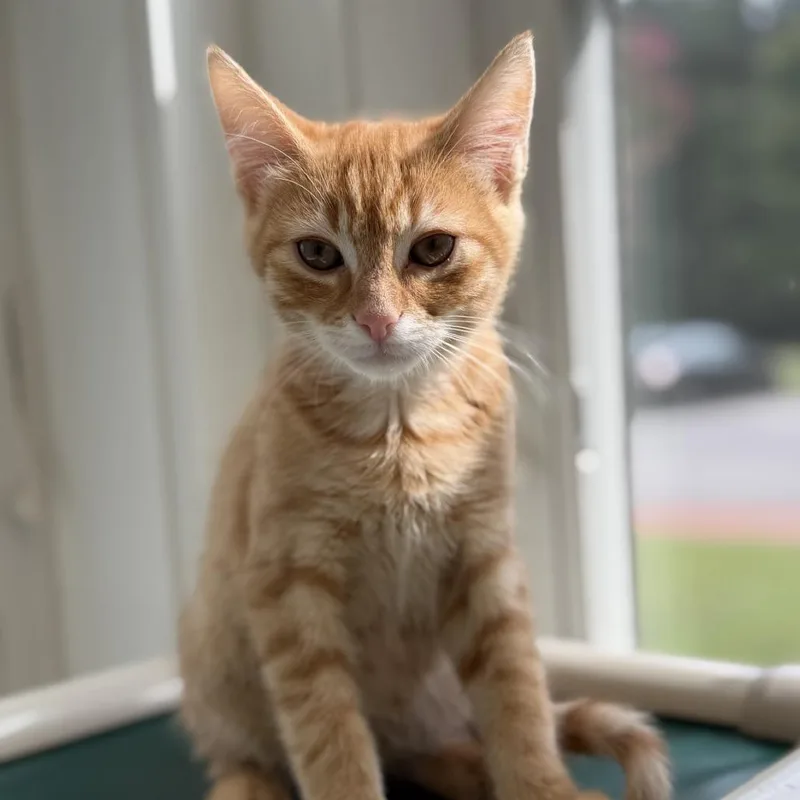 Enzo