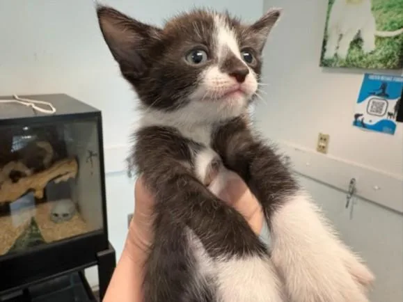 A baby medium-sized female Domestic Short Hair cat named Beatrice for adoption in Chatsworth, CA
