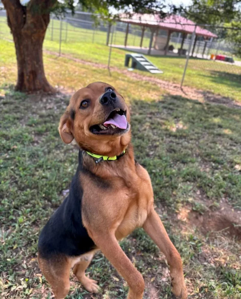 A young large-sized male Shepherd dog named Saul for adoption in Princeton, MA