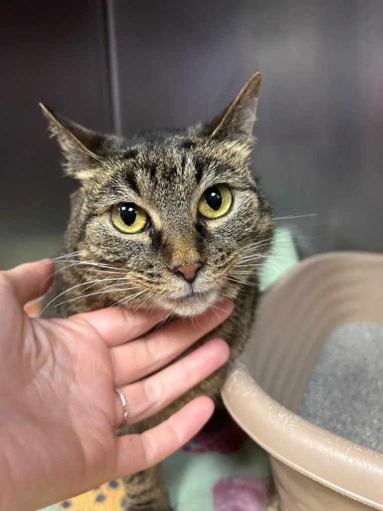 A young medium-sized female Domestic Short Hair cat named Callie for adoption in New Manchester, WV