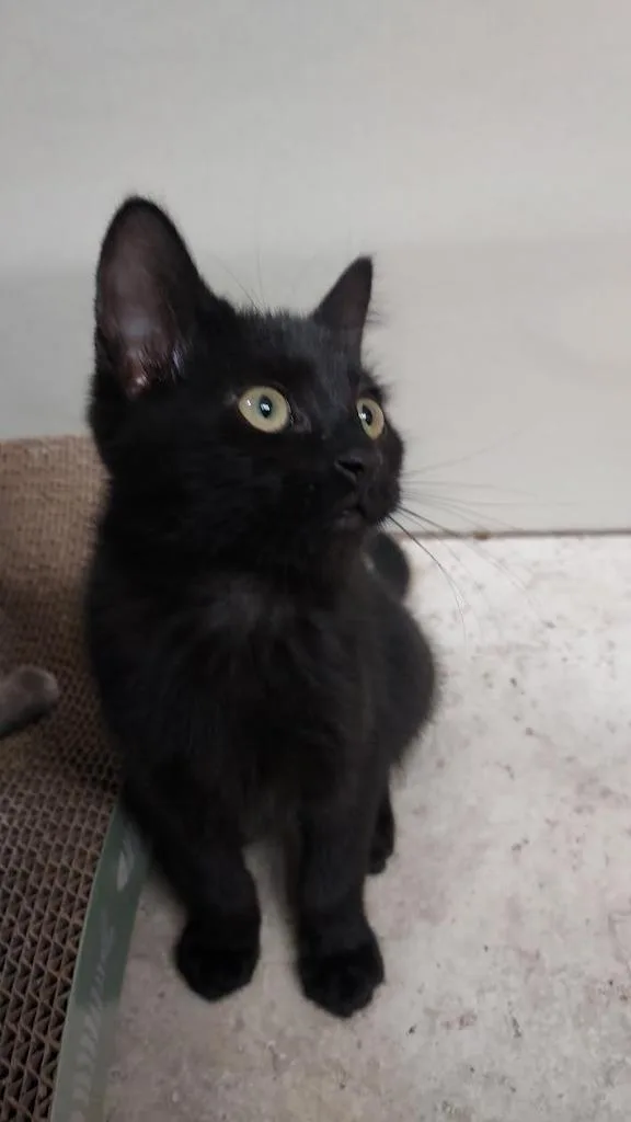 A baby medium-sized male Domestic Short Hair cat named Marcus for adoption in Salt Lake City, UT