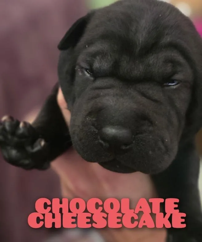 Chocolate Cheesecake